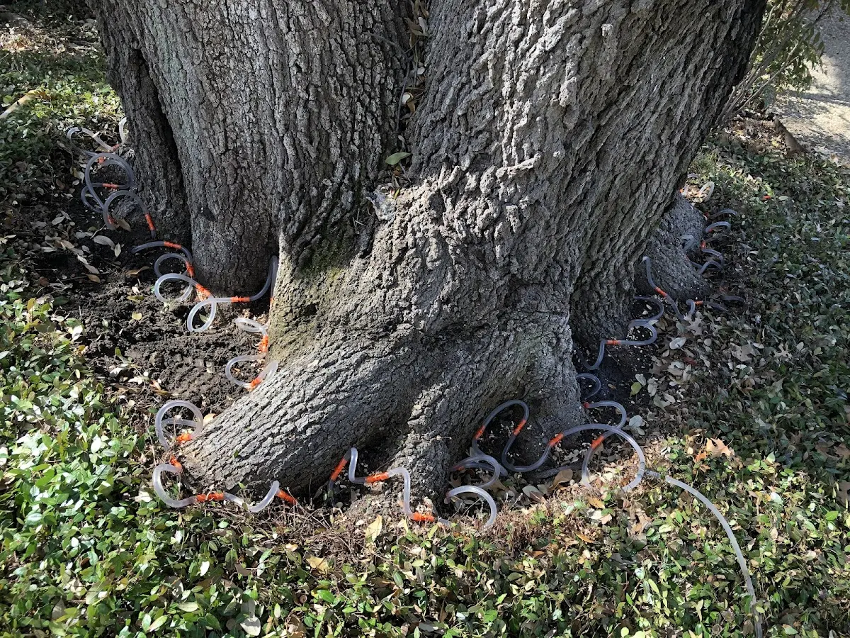 Detailed Tree Cabling and Bracing job site in Kelton
