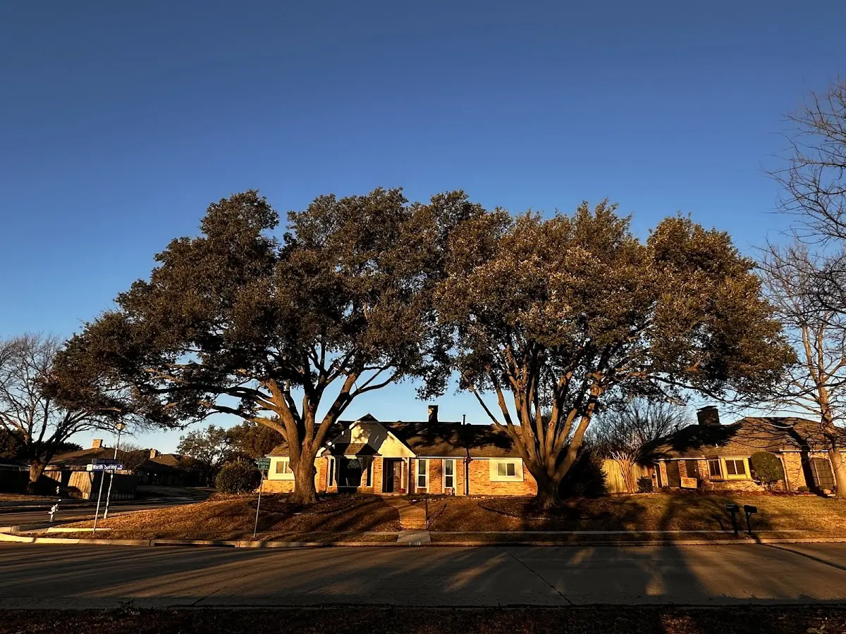 Established residential canopy tree shading a home in Kelton